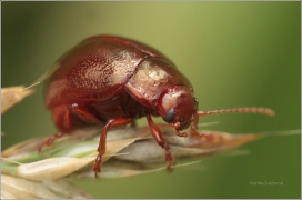 <p>MANDELINKA KLOKOČOVÁ (Chrysolina staphylaea) ---- /species of leaf beetle/</p>